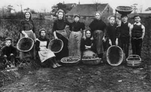 Women and children packing the potato crop, Kirkby